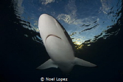 silky shark,nikon D800E,TOKINA lens 10-17mm at 15mm, two ... by Noel Lopez 
